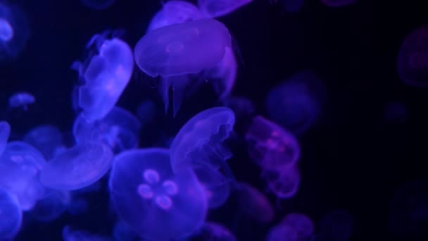 Close Kwallen Medusa Visaquarium Met Neonlicht Aquariumtank — Stockvideo