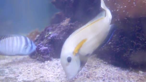 Krásné Ryby Akváriu Dekoraci Vodních Rostlin Pozadí — Stock video