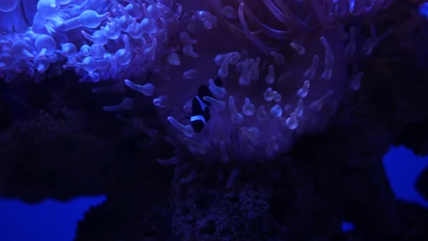 Όμορφο Λουλούδι Της Θάλασσας Στον Υποβρύχιο Κόσμο Κοράλλια Και Ψάρια — Αρχείο Βίντεο
