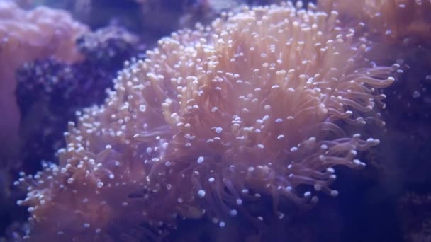 Vacker Havsblomma Undervattensvärlden Med Koraller Och Fisk Havsblommor Rör Sig — Stockvideo