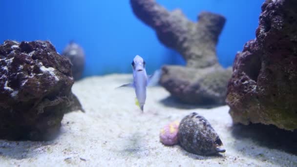 Ikan Cantik Akuarium Pada Dekorasi Tanaman Air Latar Belakang — Stok Video