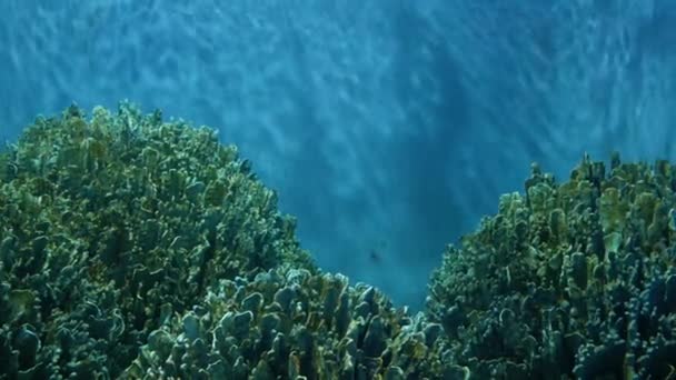 Artificial Coral Large Aquarium — Stock Video