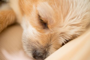 Chihuahua köpek yavrusu yatak odasında uyuyor..