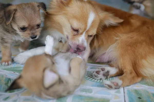 Baby Puppy Moeder Hond Spelen Vloer — Stockfoto