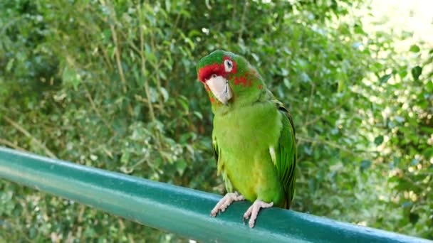 Close Beautiful Macore Parrot Bird Standing Blue Yellow Macaw — Stock Video