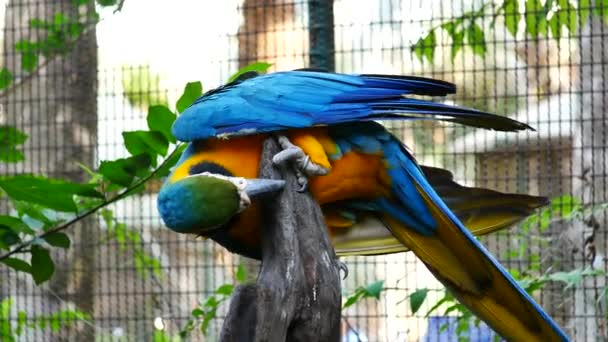 木の上に美しい Macore オウム鳥立って 青と黄色のコンゴウインコ — ストック動画