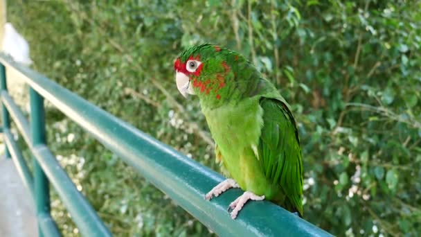 Zamknij Piękne Makore Papuga Ptak Stojący Żółto Niebieska — Wideo stockowe