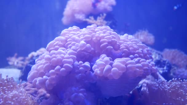 Prachtige Zeebloem Onderwaterwereld Met Koralen Vissen Zeebloemen Bewegen Een Aquarium — Stockvideo