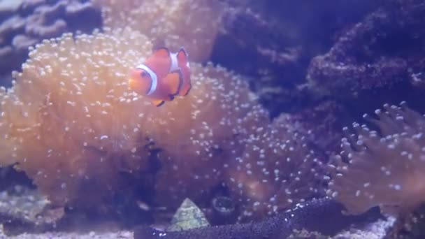 Piękny Kwiat Morza Podwodnym Świecie Koralami Rybami Kwiaty Morskie Poruszające — Wideo stockowe