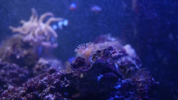 美丽的海花在水下世界与珊瑚和鱼相伴 海花在鱼缸里飘扬 鱼缸里有海葵海葵水下自然生命 — 图库视频影像
