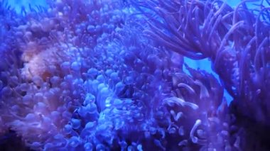 Su altı dünyasında mercanlar ve balıklarla güzel bir deniz çiçeği. Akvaryumda hareket eden deniz çiçekleri. Akvaryumda deniz şakayığı. Deniz şakayığı su altında doğa yaşamı.