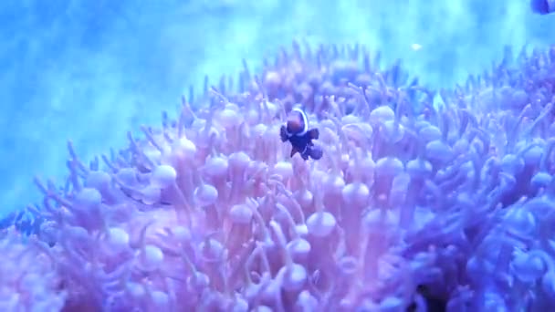 Vakker Havblomst Undervannsverden Med Koraller Fisk Havblomster Som Beveger Seg – stockvideo