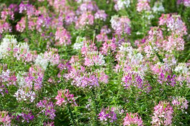 Dikenli örümcek çiçeğini kapat, bahçedeki çiçeği kapat.