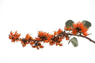 Butea monosperma, Hindistan, Bangladeş, Nepal, Sri Lanka, Myanmar, Tayland, Hindistan ve Güneydoğu Asya 'nın tropikal ve tropikal bölgelerine özgü bir Butea türüdür..