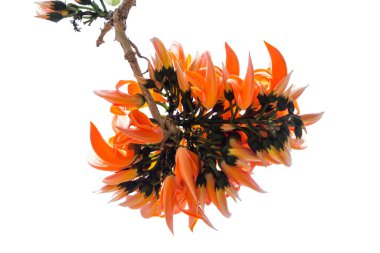 Butea monosperma, Hindistan, Bangladeş, Nepal, Sri Lanka, Myanmar, Tayland, Hindistan ve Güneydoğu Asya 'nın tropikal ve tropikal bölgelerine özgü bir Butea türüdür..