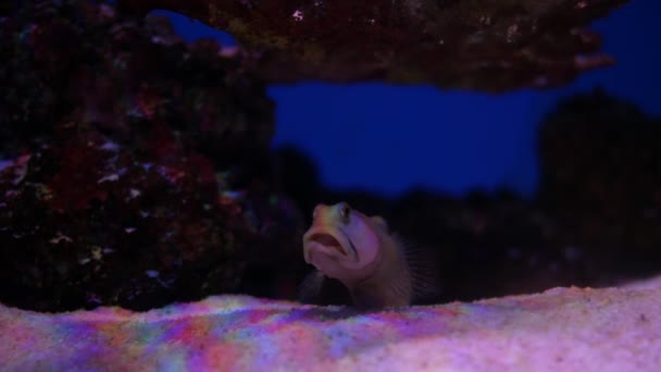 Красивая Рыба Аквариуме Фоне Водных Растений Ярко Красная Полосатая Рыба — стоковое видео