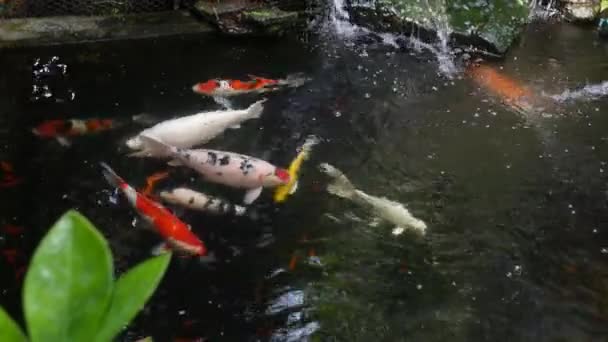 黄金の魚が池や小さな滝で泳いで — ストック動画