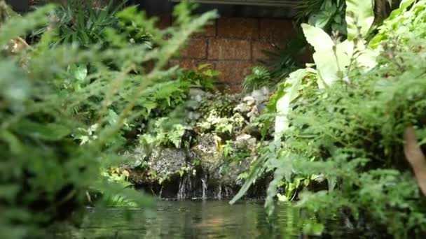 Kleine Waterval Tuin — Stockvideo