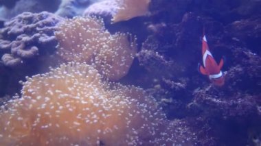 Akvaryumdaki su bitkilerinin dekorasyonu üzerine çok güzel bir balık. Bir grup deniz balığı akvaryumda yüzer..