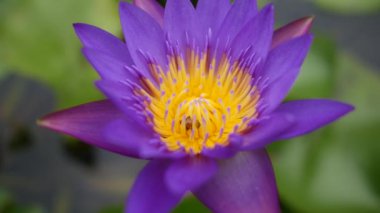 Mor nilüfer çiçeği güzel çiçeklerden biridir..