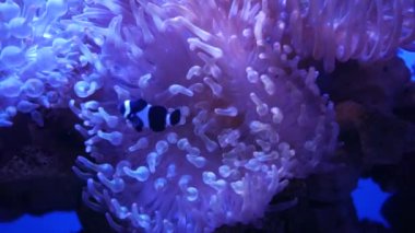 Su altı dünyasında mercanlar ve balıklarla güzel bir deniz çiçeği. Akvaryumda hareket eden deniz çiçekleri. Akvaryumda deniz şakayığı.