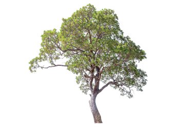 Tree isolated on white background, The tree on the white background.