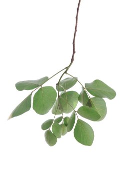 Beyaz arka plan üzerinde izole ağacının Brunch.