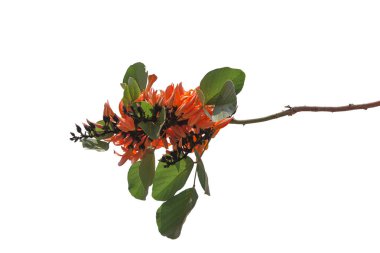 Butea monosperma, Hindistan, Bangladeş, Nepal, Sri Lanka, Myanmar, Tayland, Hindistan ve Güneydoğu Asya 'nın tropikal ve tropikal bölgelerine özgü bir Butea türüdür..