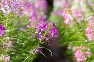 Dikenli örümcek çiçeğini kapat, bahçedeki çiçeği kapat.