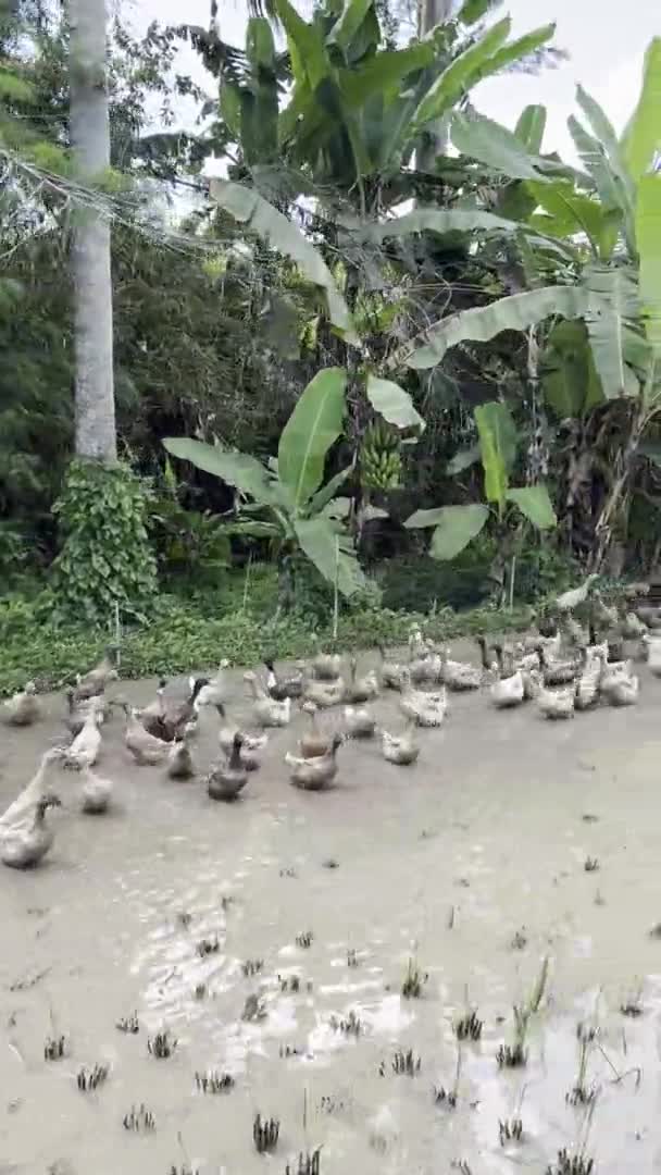 Pirinç Tarlalarında Bir Grup Ördek — Stok video