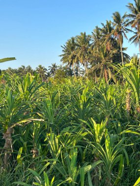 Öğleden sonra Pandan Bahçesi manzarası