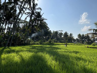Gün boyunca hindistan cevizi ağaçlarıyla güzel bir tarla manzarası