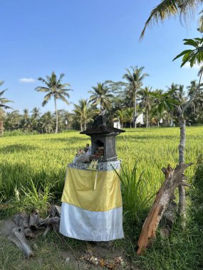 Bali 'deki pirinç tarlasında bir tapınak. Bu, refahı sağlamak için sunulan bağışlardır..