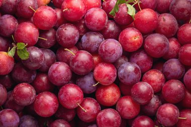 Bir sürü kırmızı kiraz eriği (Prunus cerasifera). Ev yapımı organik meyve.