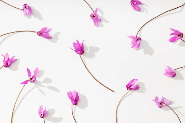 美しい新鮮なピンクの花 シリカメンヘリフォリウム で作られたパターン フラットレイ トップビュー ロイヤリティフリーのストック写真