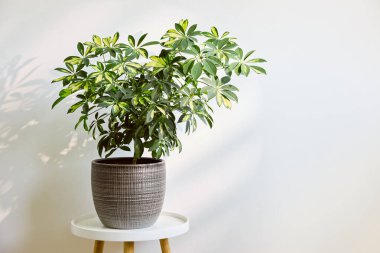 Esrardaki yeşil bitki beyaz stüdyonun arka planında.