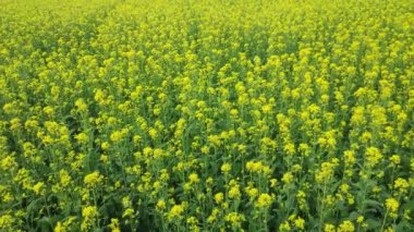 Isolated mustard field.Flower of mustard plant.Yellow flowers blooming.Beautiful view of mustard field.