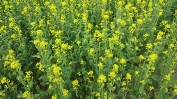 Isolated Mustard Field Flower Mustard Plant Yellow Flowers Blooming Beautiful — Wideo stockowe