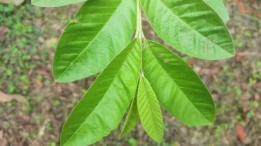 Sıradan guava yaprakları. Psidyum guajava, mersin ağacında küçük bir ağaçtır. Aynı zamanda limonlu guava, elma guava da denir..