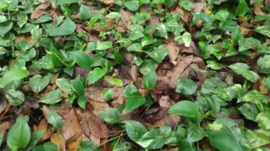 Epipremnum aureum. Altın Pothos, Seylan sarmaşığı, avcı cüppesi, sarmaşık arumu, ev bitkisi, para bitkisi, gümüş sarmaşık, Solomon Adaları sarmaşığı, mermer kraliçe ve taro üzümü. Şeytan sarmaşığı ya da şeytan sarmaşığı.