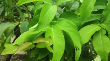 Euonymus hamiltonianus yaprakları, bilinen adıyla Hamilton 's spindletree, Himalaya spindle ve Siebold' s spindle.