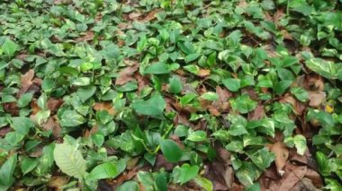 Epipremnum aureum. Altın Pothos, Seylan sarmaşığı, avcı cüppesi, sarmaşık arumu, ev bitkisi, para bitkisi, gümüş sarmaşık, Solomon Adaları sarmaşığı, mermer kraliçe ve taro üzümü. Şeytan sarmaşığı ya da şeytan sarmaşığı.