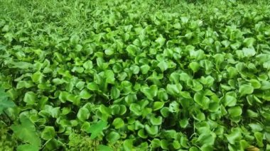 Eichhornia crassipes.Bilinen adıyla su sümbülü, leylak-şeytan, yüzen su sümbülü, lirio acuatico, hindu ipi Hoya.