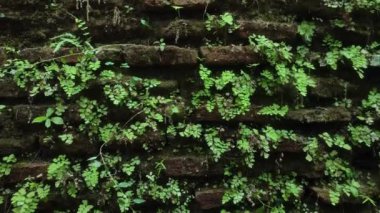 Duvarda dekoratif bitki var. Siyah tuğla üzerinde yeşil yapraklar.