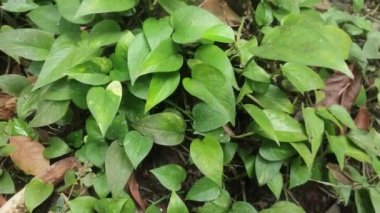 Epipremnum aureum yaprakları. Ayrıca Altın Pothos, Paralı Mermer Kraliçe Pothos, Variegate Philodendron, Neon Pothos olarak da bilinir..