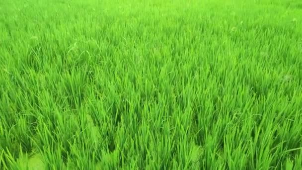 Beras Hijau Lapangan Daylight Rice Sawah Padang Rumput Selama Matahari — Stok Video