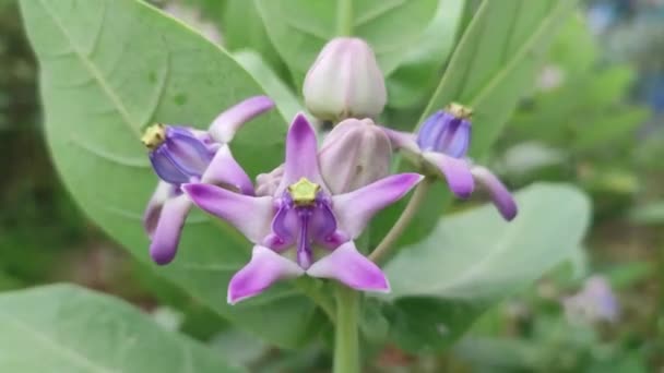 Calotropis Gigantea Una Especie Planta Fanerógama Perteneciente Familia Calotropis También — Vídeo de stock