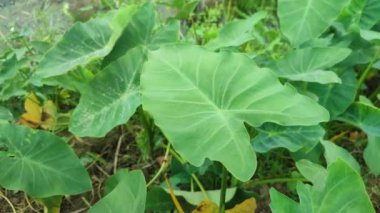 Colocasia esculenta. Fil kulağı, Taro, Cocoyam, Dasheen, Eddo, Coco yam, Wild taro, Fil Kulağı, Fil Kulağı, Kalo, Malanga, Tibet Taro, Daw