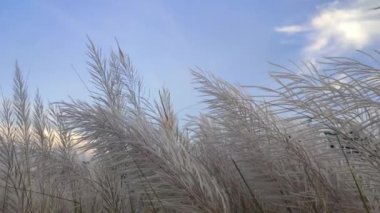 Saccharum spontaneum. Ayrıca Fodder Cane, WildSugarcane, Wild Sugar-Cane, Kans Grass, Thatch Grass, Wild Sugar cane olarak da bilinir.