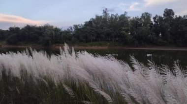 Saccharum spontaneum. Ayrıca Fodder Cane, WildSugarcane, Wild Sugar-Cane, Kans Grass, Thatch Grass, Wild Sugar cane olarak da bilinir..